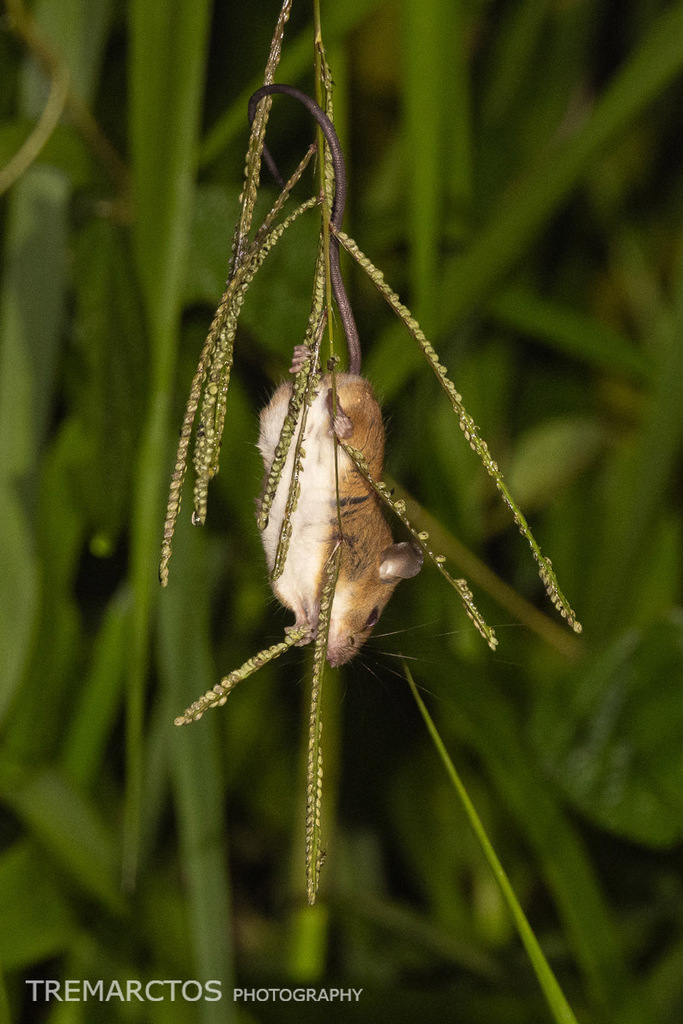 Ranee Mouse (sp.) — Borneo wildlife, book, free download, jungle tour, mammal, Borneo mammal tour