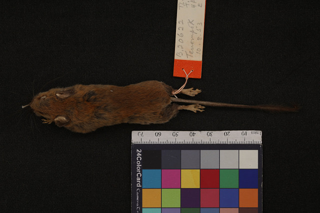 Rat-like Pencil-tailed Tree Mouse — Borneo wildlife, book, free download, jungle tour, mammal, Borneo mammal tour