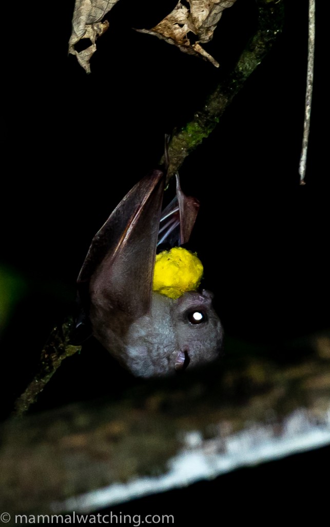 Ratanaworabhan's Fruit Bat — Borneo wildlife, book, free download, jungle tour, mammal, Borneo mammal tour