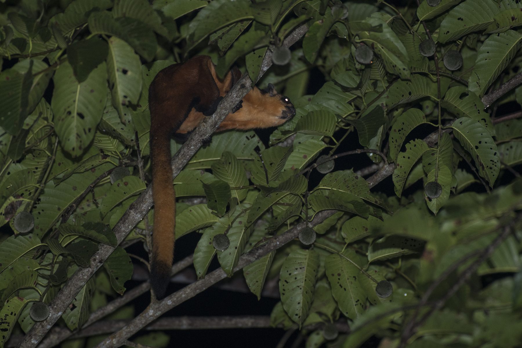 Red Giant Flying Squirrel — Borneo wildlife, book, free download, jungle tour, mammal, Borneo mammal tour