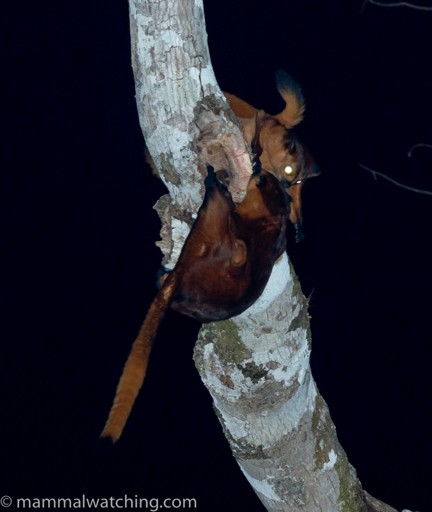 Red Giant Flying Squirrel — Borneo wildlife, book, free download, jungle tour, mammal, Borneo mammal tour