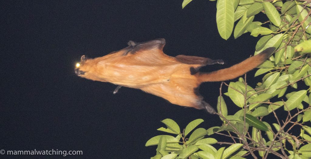 Red Giant Flying Squirrel — Borneo wildlife, book, free download, jungle tour, mammal, Borneo mammal tour