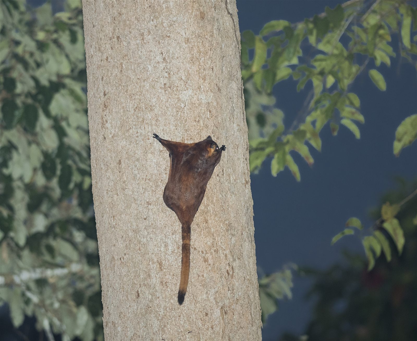 Red Giant Flying Squirrel — Borneo wildlife, book, free download, jungle tour, mammal, Borneo mammal tour