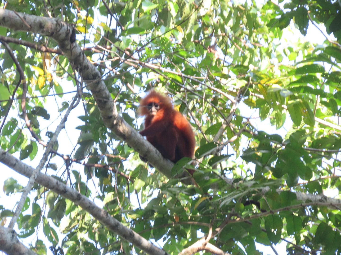 Red Leaf Monkey (Maroon Langur) — Borneo wildlife, book, free download, jungle tour, mammal, Borneo mammal tour