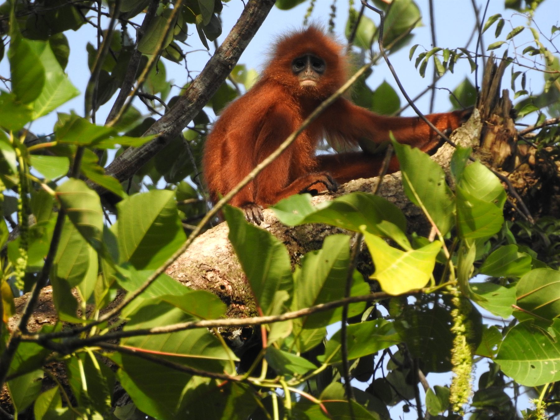 Red Leaf Monkey (Maroon Langur) — Borneo wildlife, book, free download, jungle tour, mammal, Borneo mammal tour
