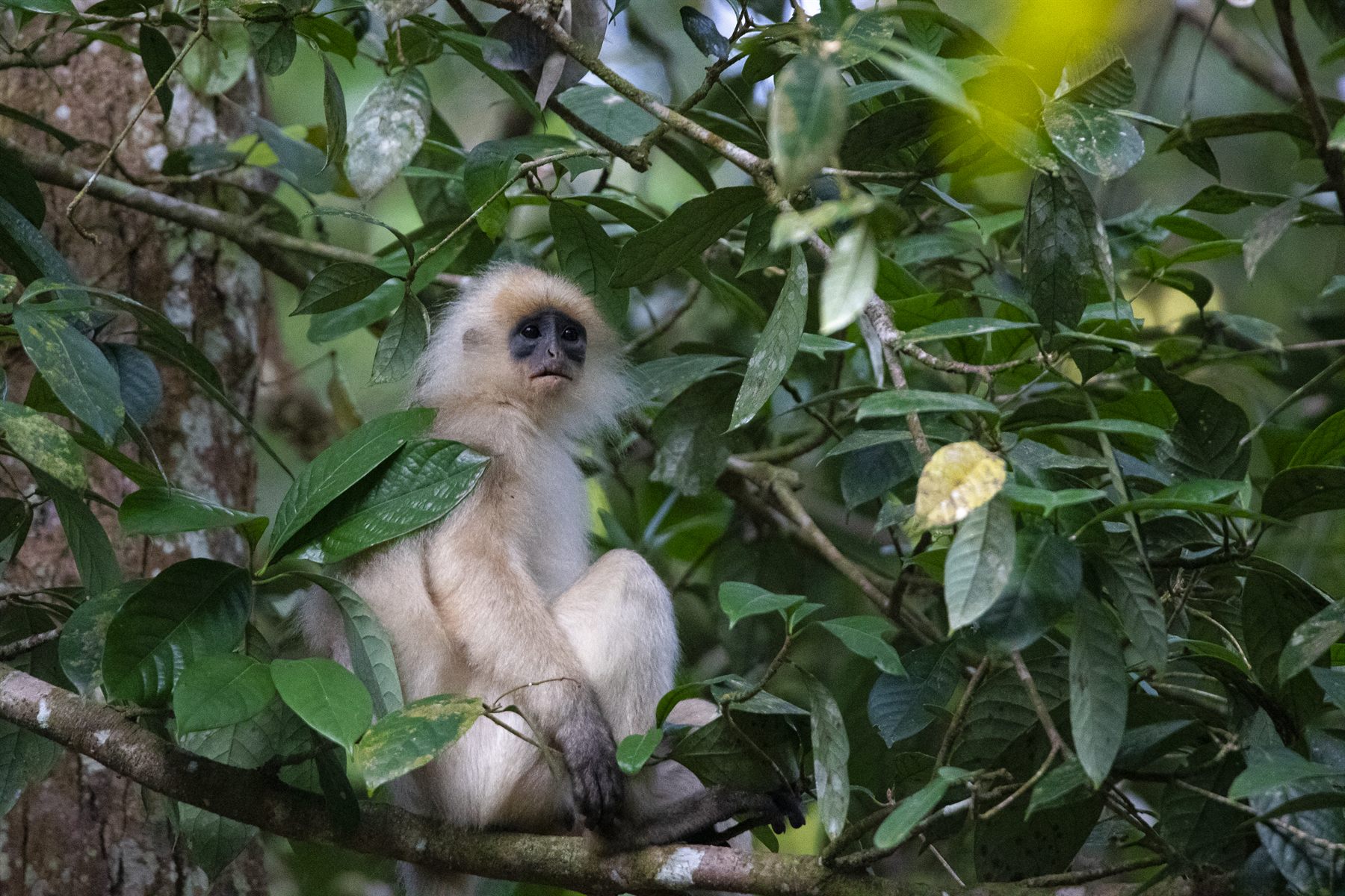 Red Leaf Monkey (Maroon Langur) — Borneo wildlife, book, free download, jungle tour, mammal, Borneo mammal tour