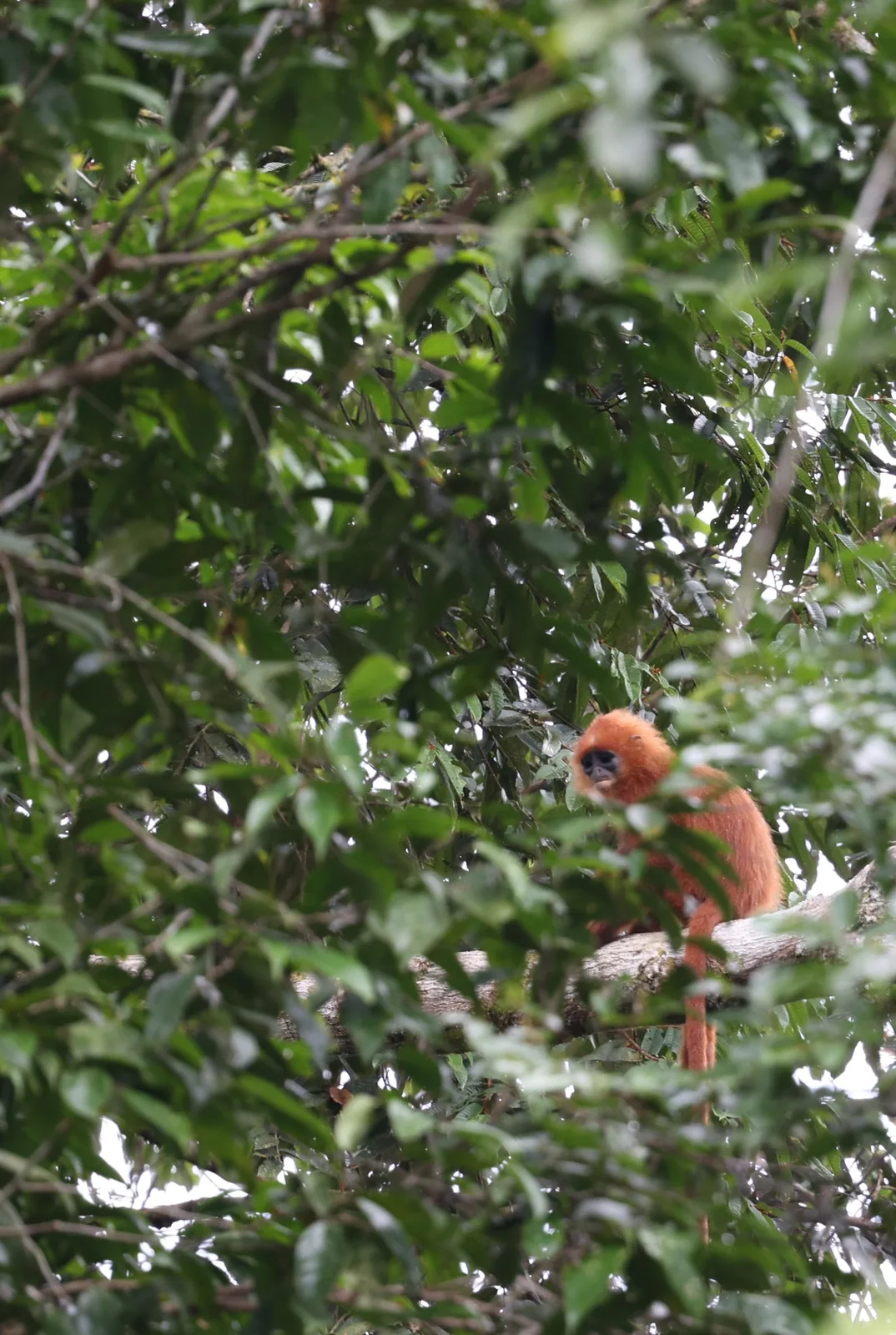 Red Leaf Monkey (Maroon Langur) — Borneo wildlife, book, free download, jungle tour, mammal, Borneo mammal tour