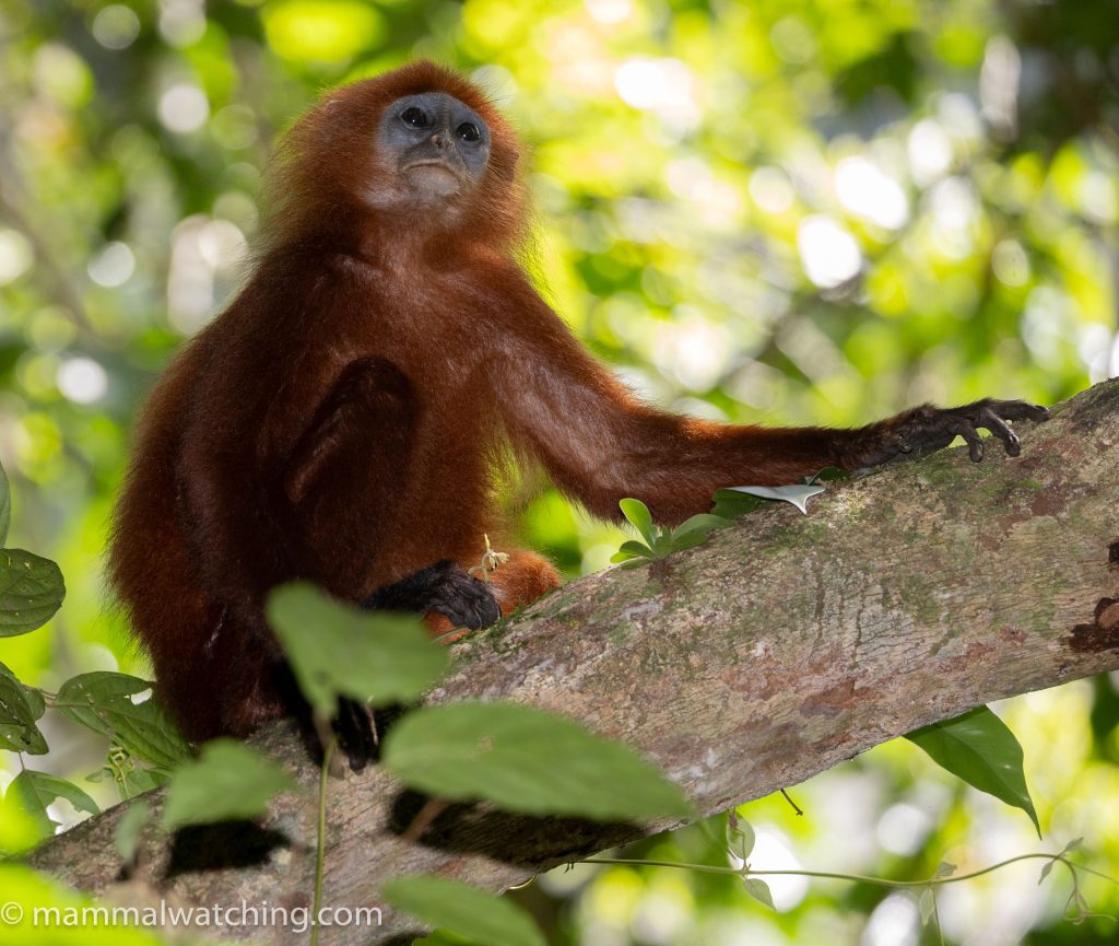 Red Leaf Monkey (Maroon Langur) — Borneo wildlife, book, free download, jungle tour, mammal, Borneo mammal tour
