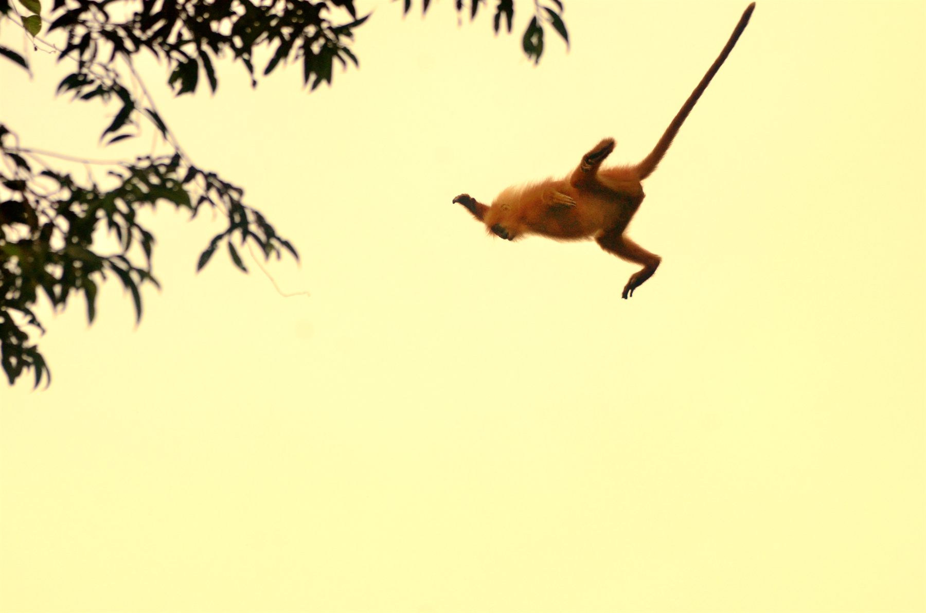 Red Leaf Monkey (Maroon Langur) — Borneo wildlife, book, free download, jungle tour, mammal, Borneo mammal tour