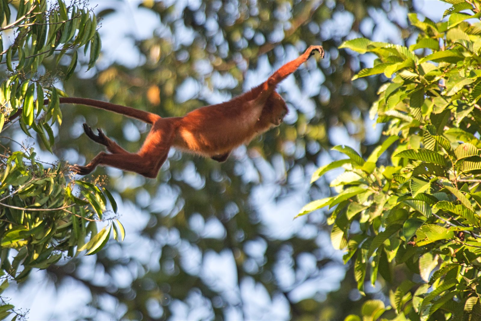 Red Leaf Monkey (Maroon Langur) — Borneo wildlife, book, free download, jungle tour, mammal, Borneo mammal tour