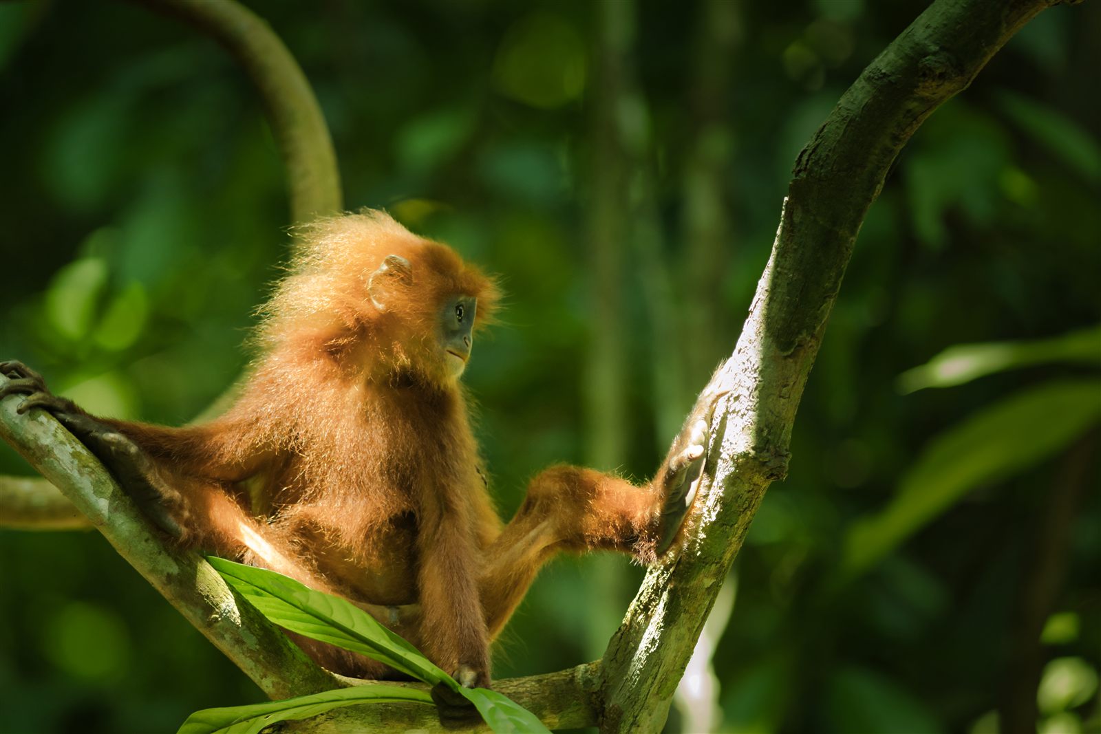 Red Leaf Monkey (Maroon Langur) — Borneo wildlife, book, free download, jungle tour, mammal, Borneo mammal tour