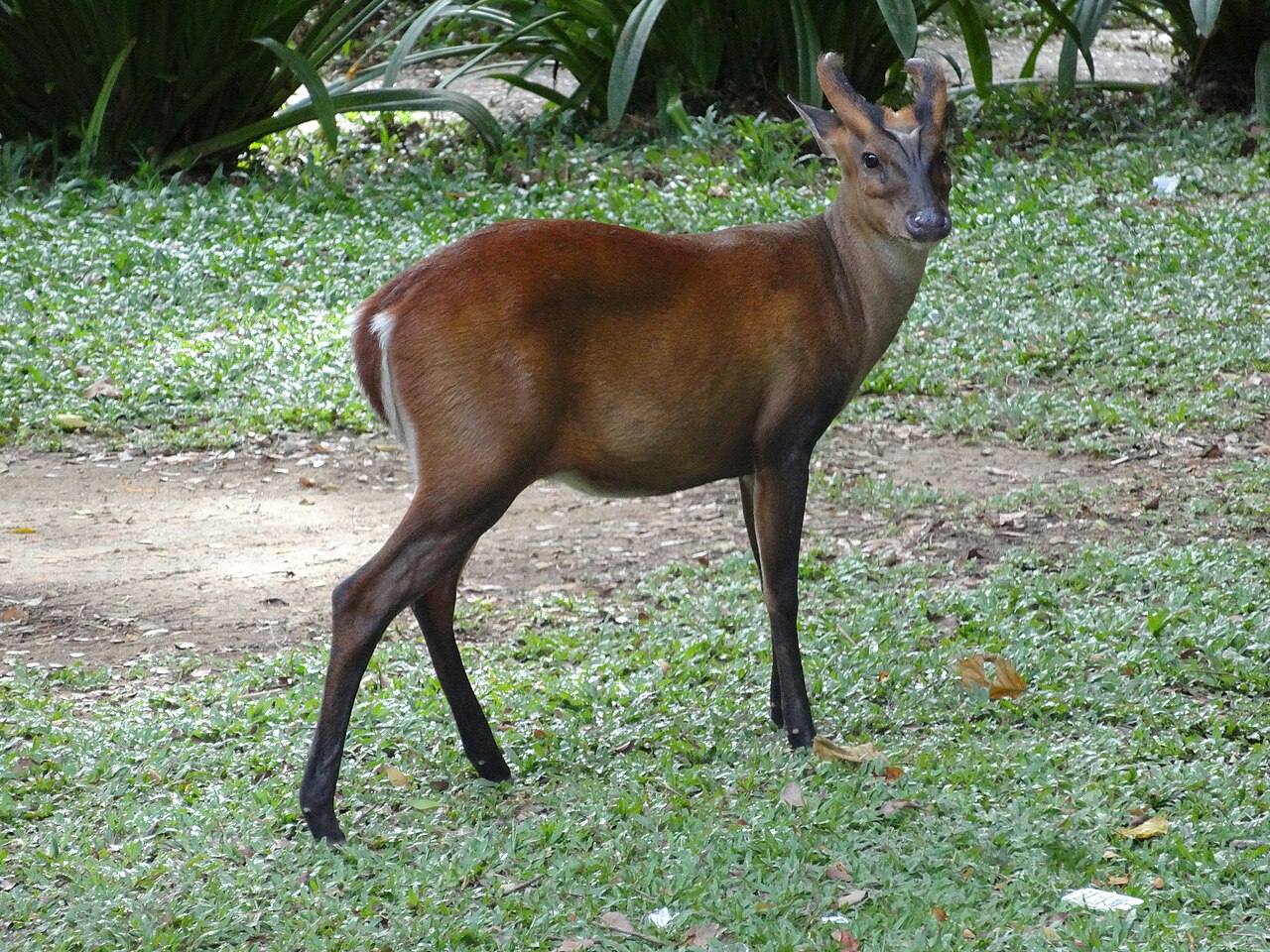 Red Muntjac — Borneo wildlife, book, free download, jungle tour, mammal, Borneo mammal tour