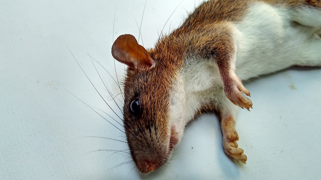 Red Spiny Rat — Borneo wildlife, book, free download, jungle tour, mammal, Borneo mammal tour