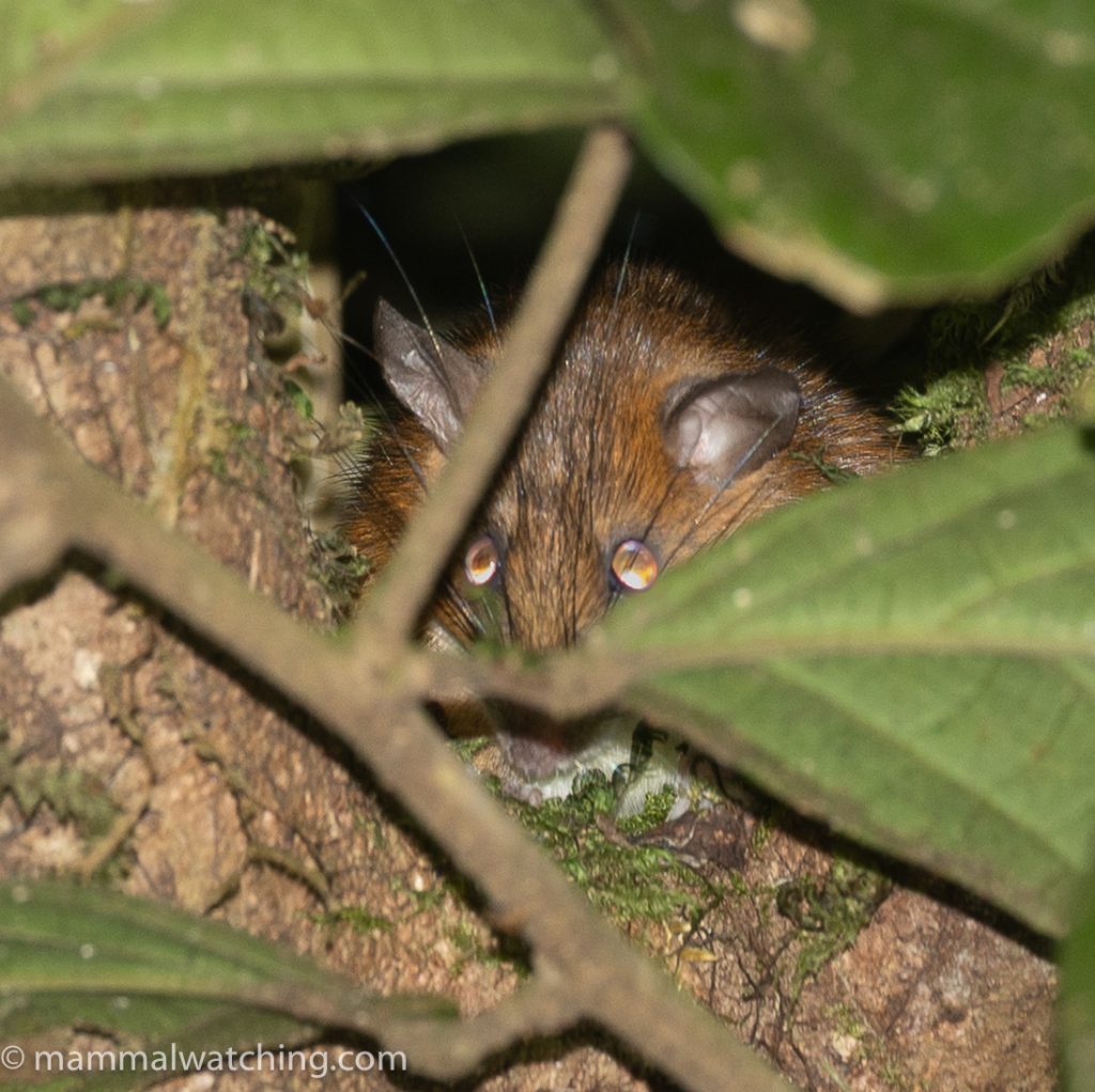 Red Spiny Rat — Borneo wildlife, book, free download, jungle tour, mammal, Borneo mammal tour