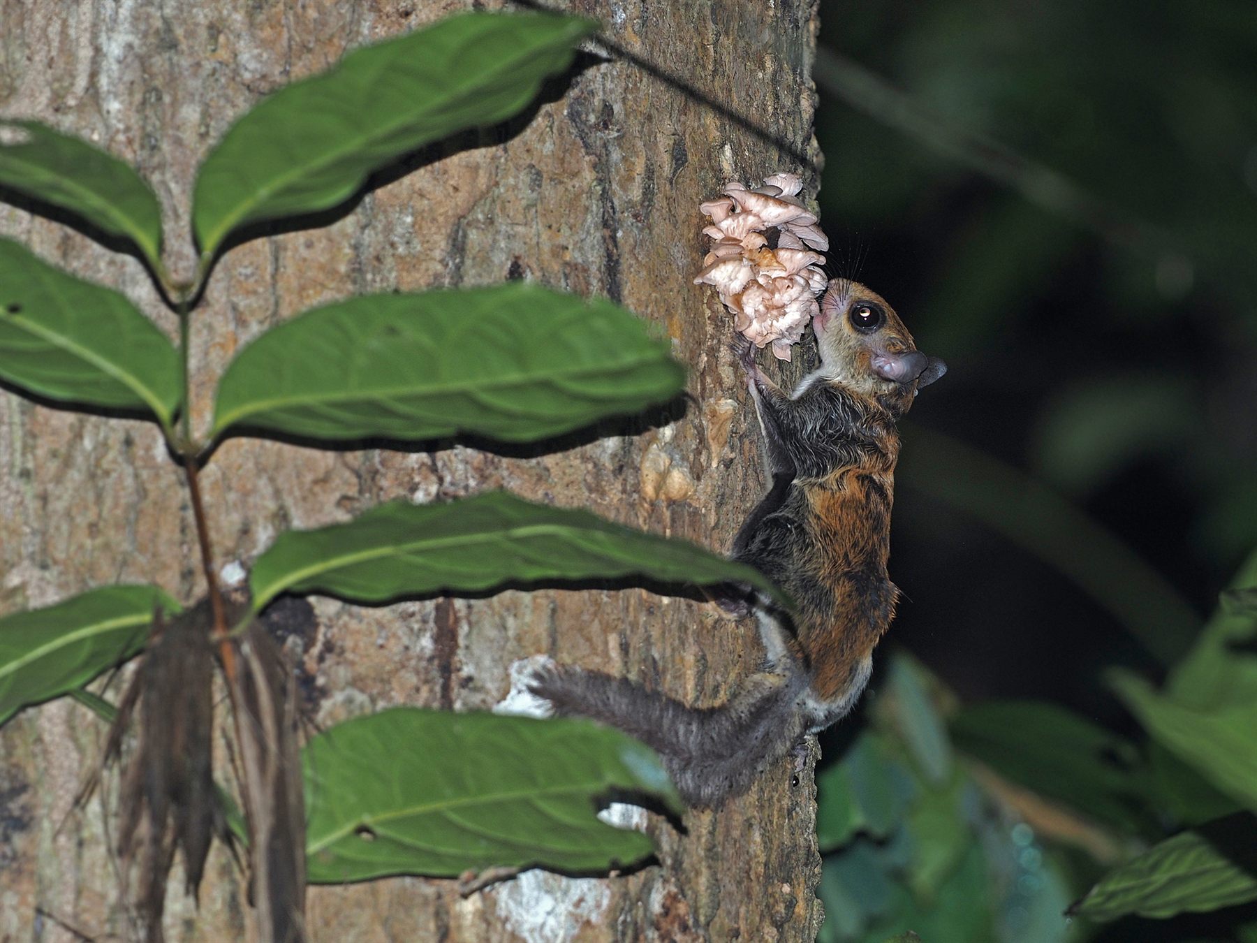 Red-cheeked Flying Squirrel — Borneo wildlife, book, free download, jungle tour, mammal, Borneo mammal tour
