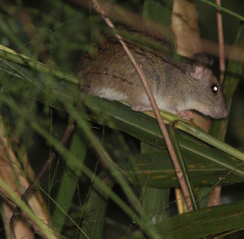 Ricefield Rat — Borneo wildlife, book, free download, jungle tour, mammal, Borneo mammal tour