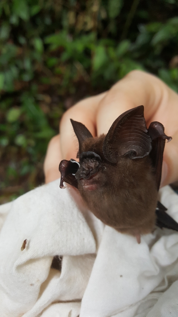 Ridley's Roundleaf Bat — Borneo wildlife, book, free download, jungle tour, mammal, Borneo mammal tour