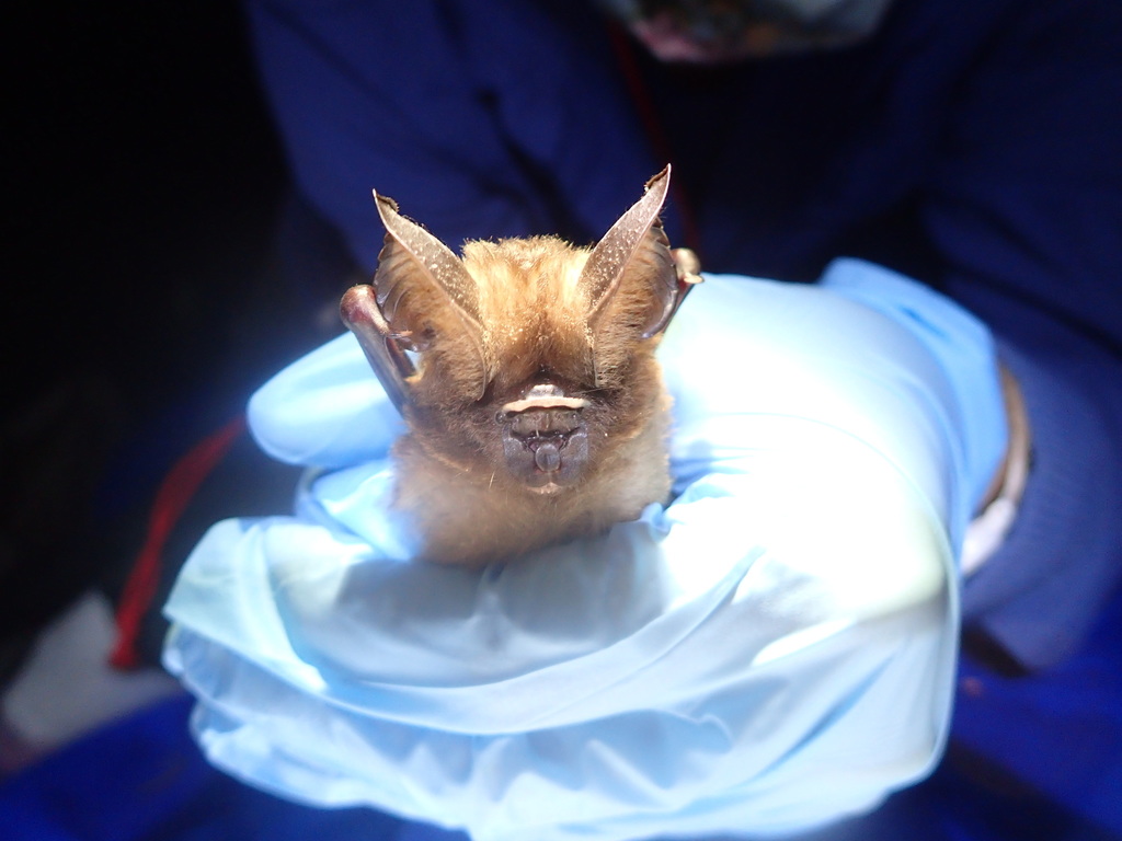 Ridley's Roundleaf Bat — Borneo wildlife, book, free download, jungle tour, mammal, Borneo mammal tour