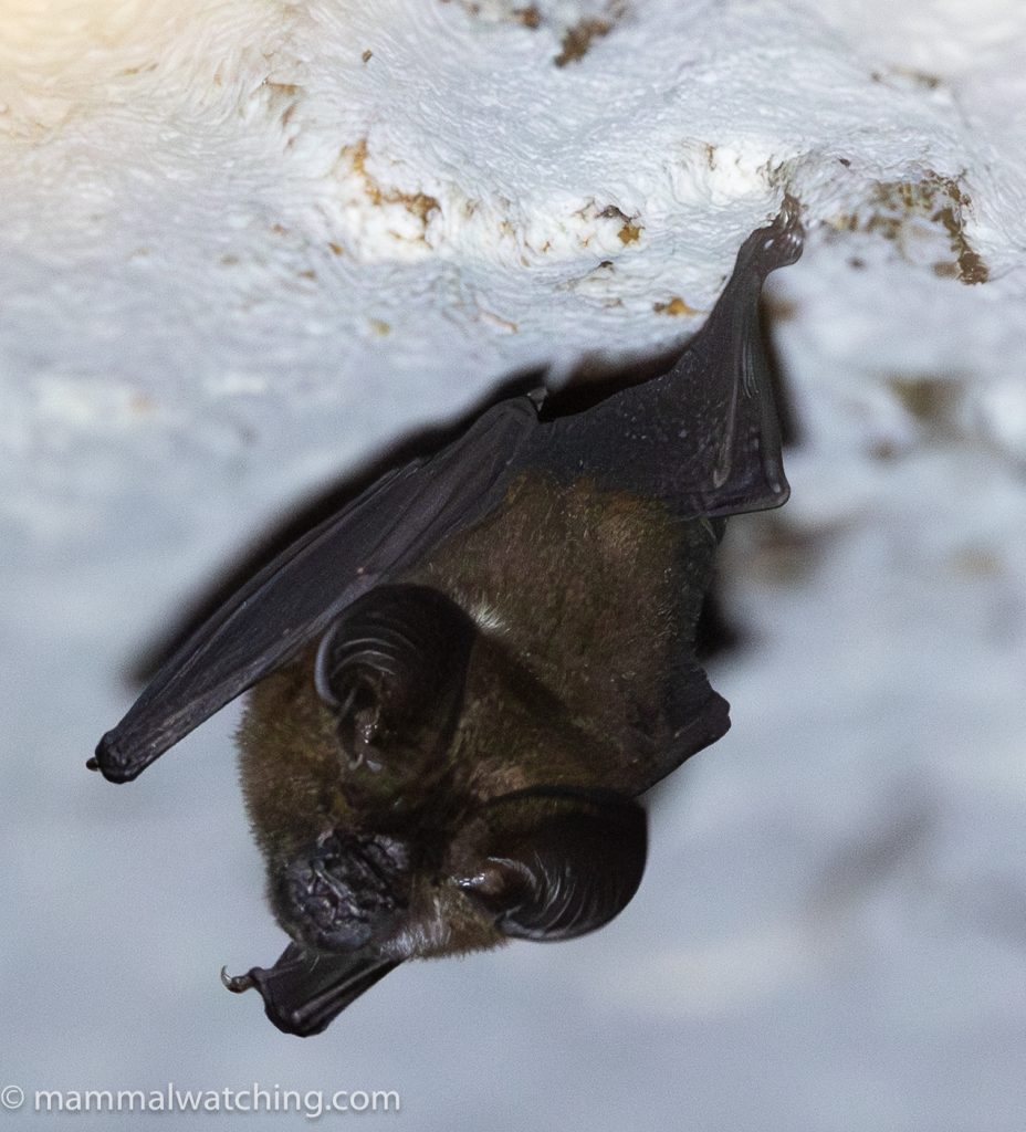 Ridley's Roundleaf Bat — Borneo wildlife, book, free download, jungle tour, mammal, Borneo mammal tour
