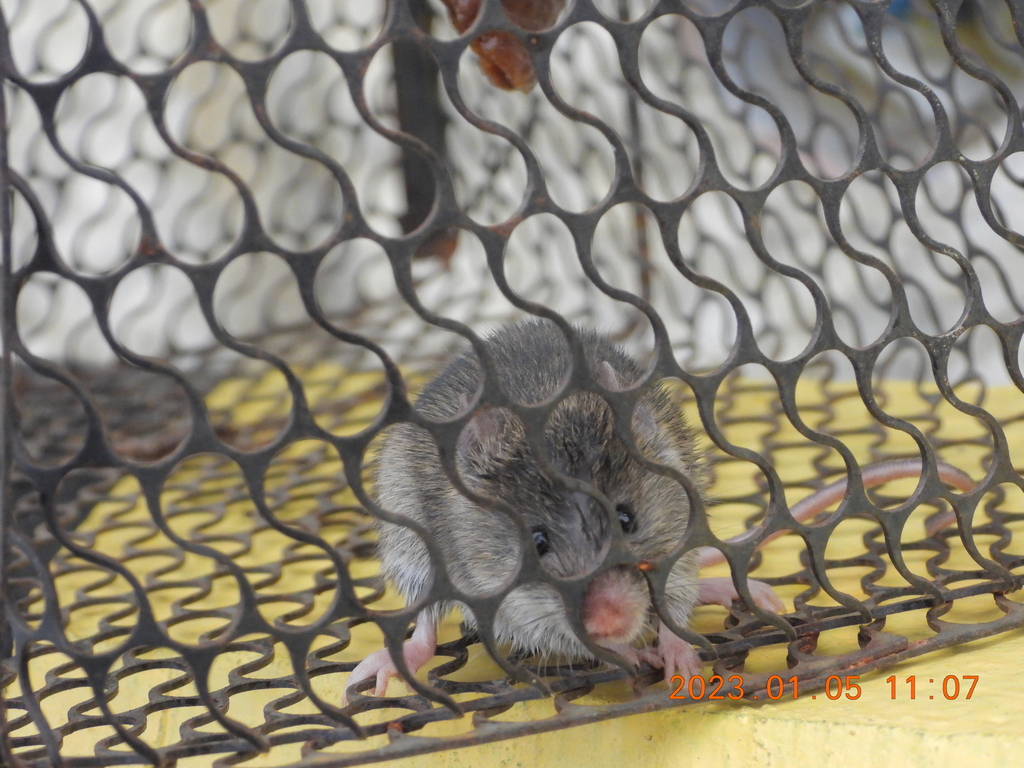Ryukyu Mouse — Borneo wildlife, book, free download, jungle tour, mammal, Borneo mammal tour