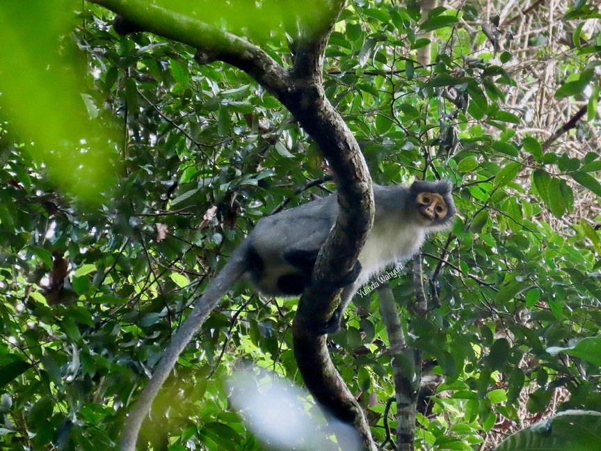 Sabah Grey Langur in the canopy, looking down at the camera