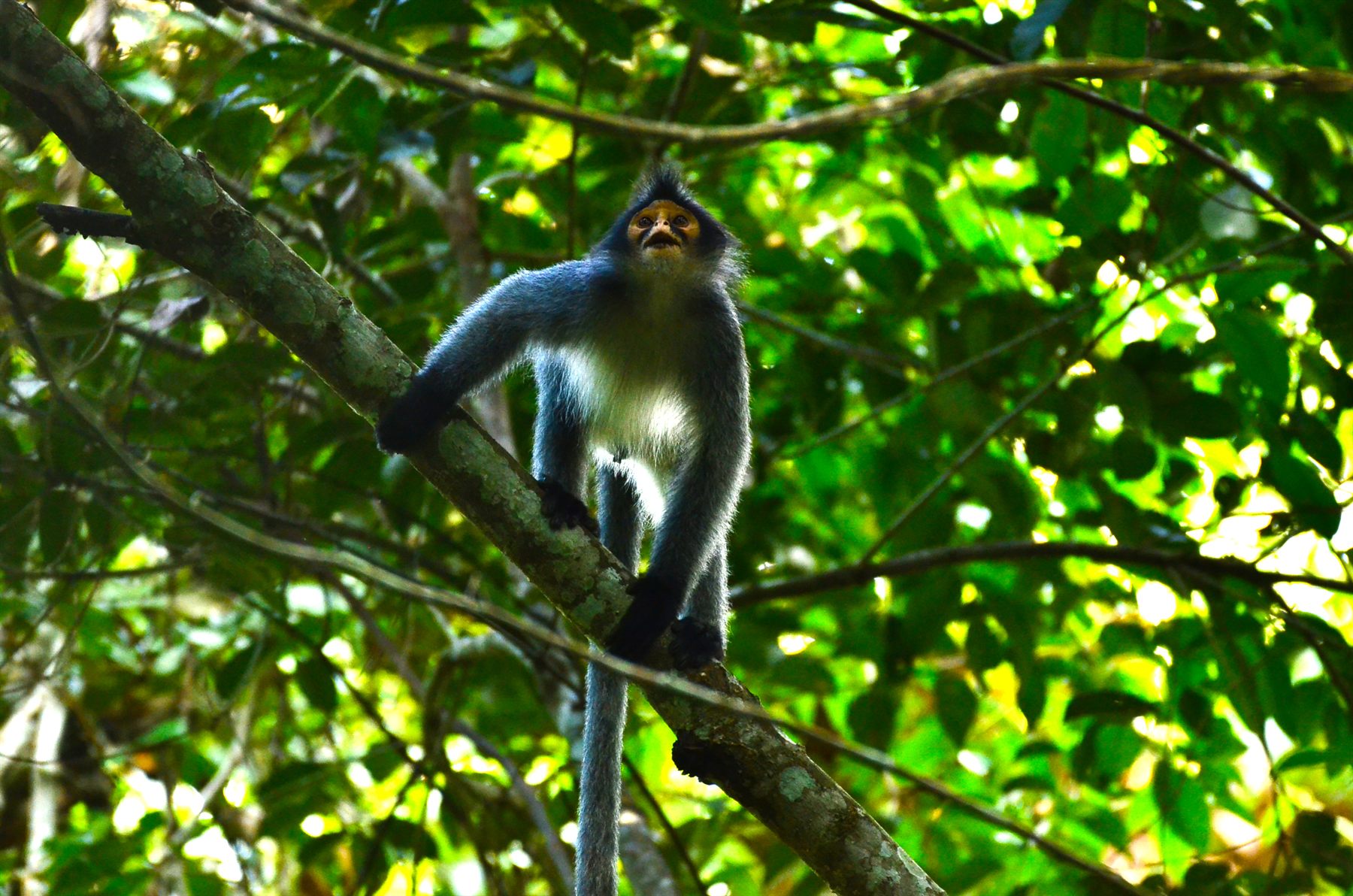 Sabah Grey Langur — Borneo wildlife, book, free download, jungle tour, mammal, Borneo mammal tour