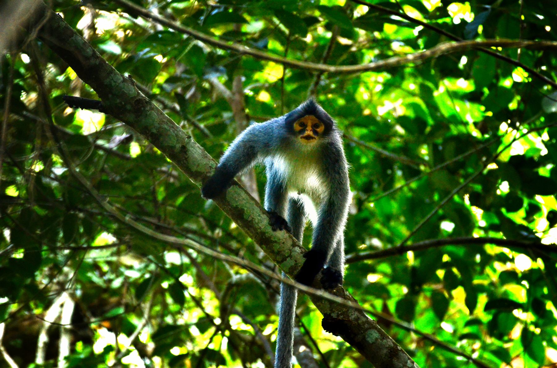 Sabah Grey Langur — Borneo wildlife, book, free download, jungle tour, mammal, Borneo mammal tour