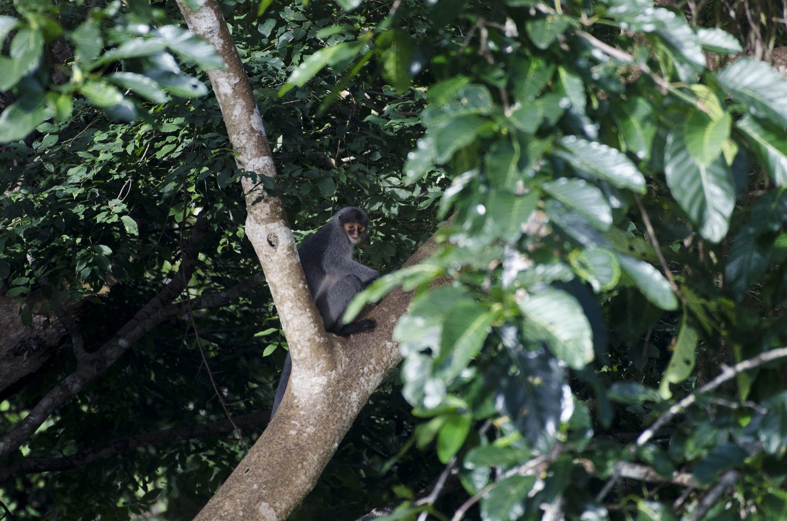 Sabah Grey Langur — Borneo wildlife, book, free download, jungle tour, mammal, Borneo mammal tour