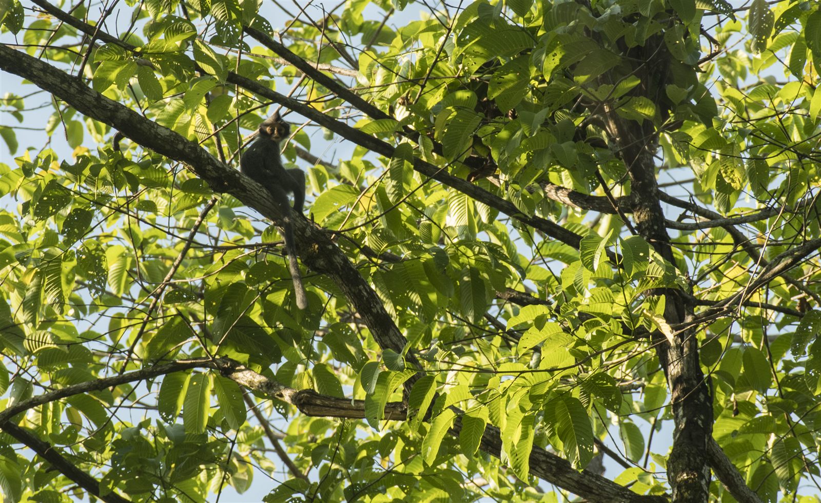 Sabah Grey Langur — Borneo wildlife, book, free download, jungle tour, mammal, Borneo mammal tour