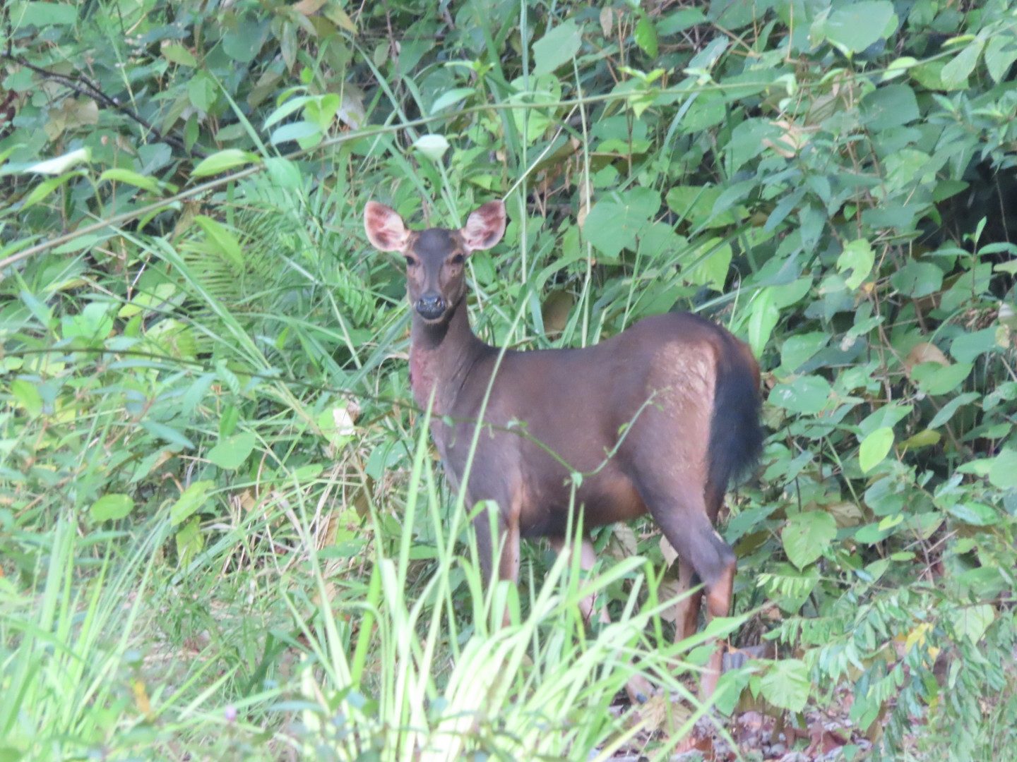Sambar Deer — Borneo wildlife, book, free download, jungle tour, mammal, Borneo mammal tour