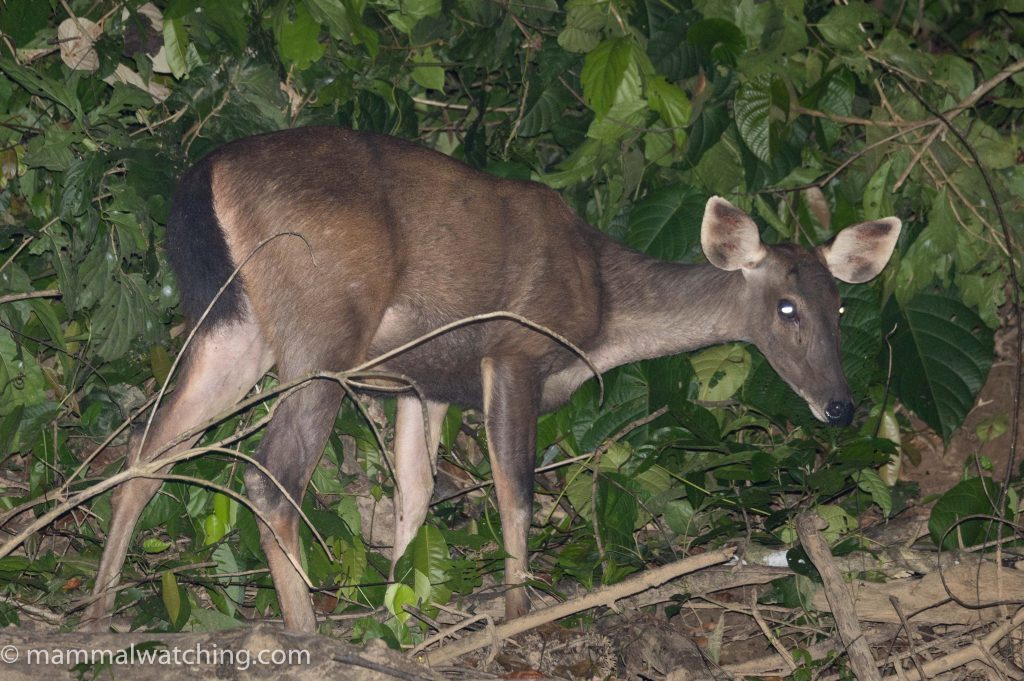 Sambar Deer — Borneo wildlife, book, free download, jungle tour, mammal, Borneo mammal tour