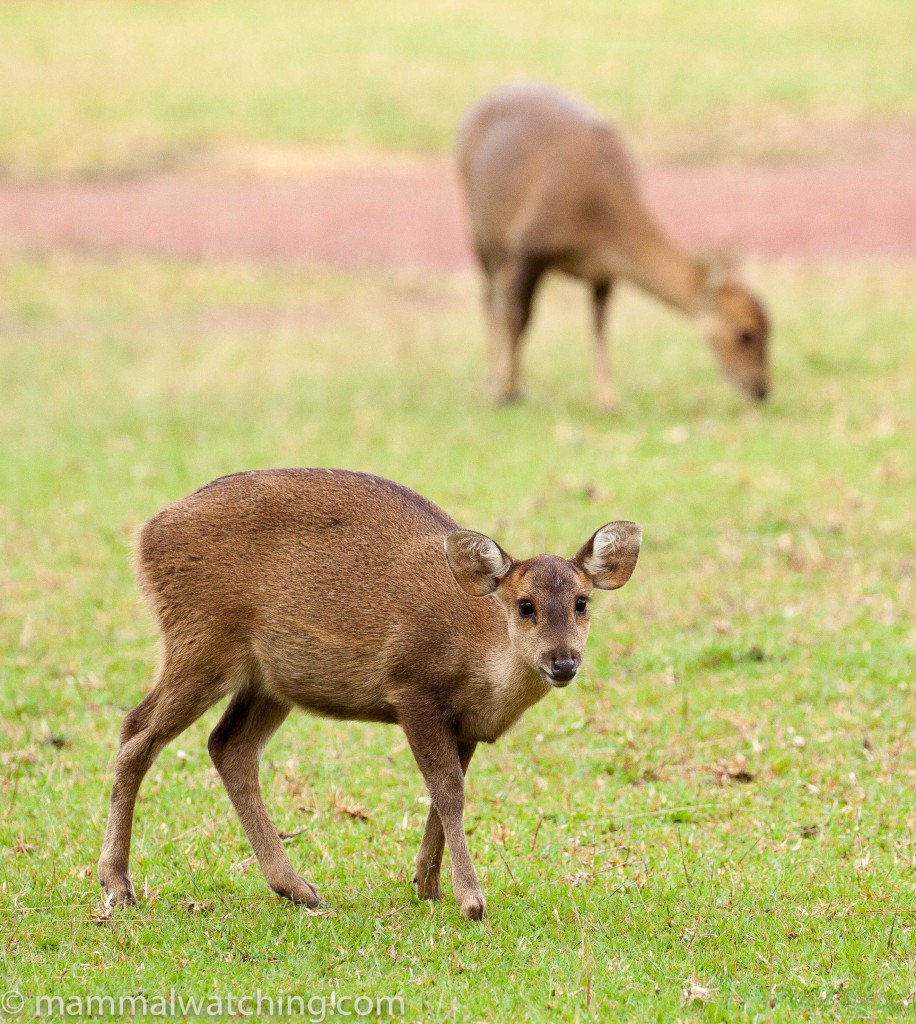 Sambar Deer — Borneo wildlife, book, free download, jungle tour, mammal, Borneo mammal tour