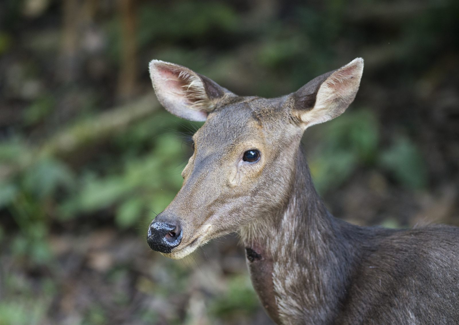 Sambar Deer — Borneo wildlife, book, free download, jungle tour, mammal, Borneo mammal tour