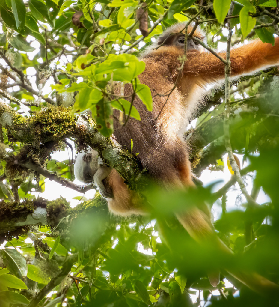 Sarawak Langur — Borneo wildlife, book, free download, jungle tour, mammal, Borneo mammal tour