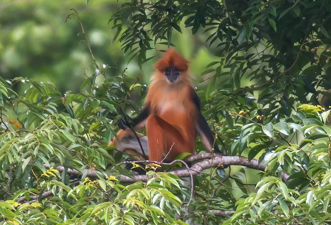 Sarawak Langur — Borneo wildlife, book, free download, jungle tour, mammal, Borneo mammal tour