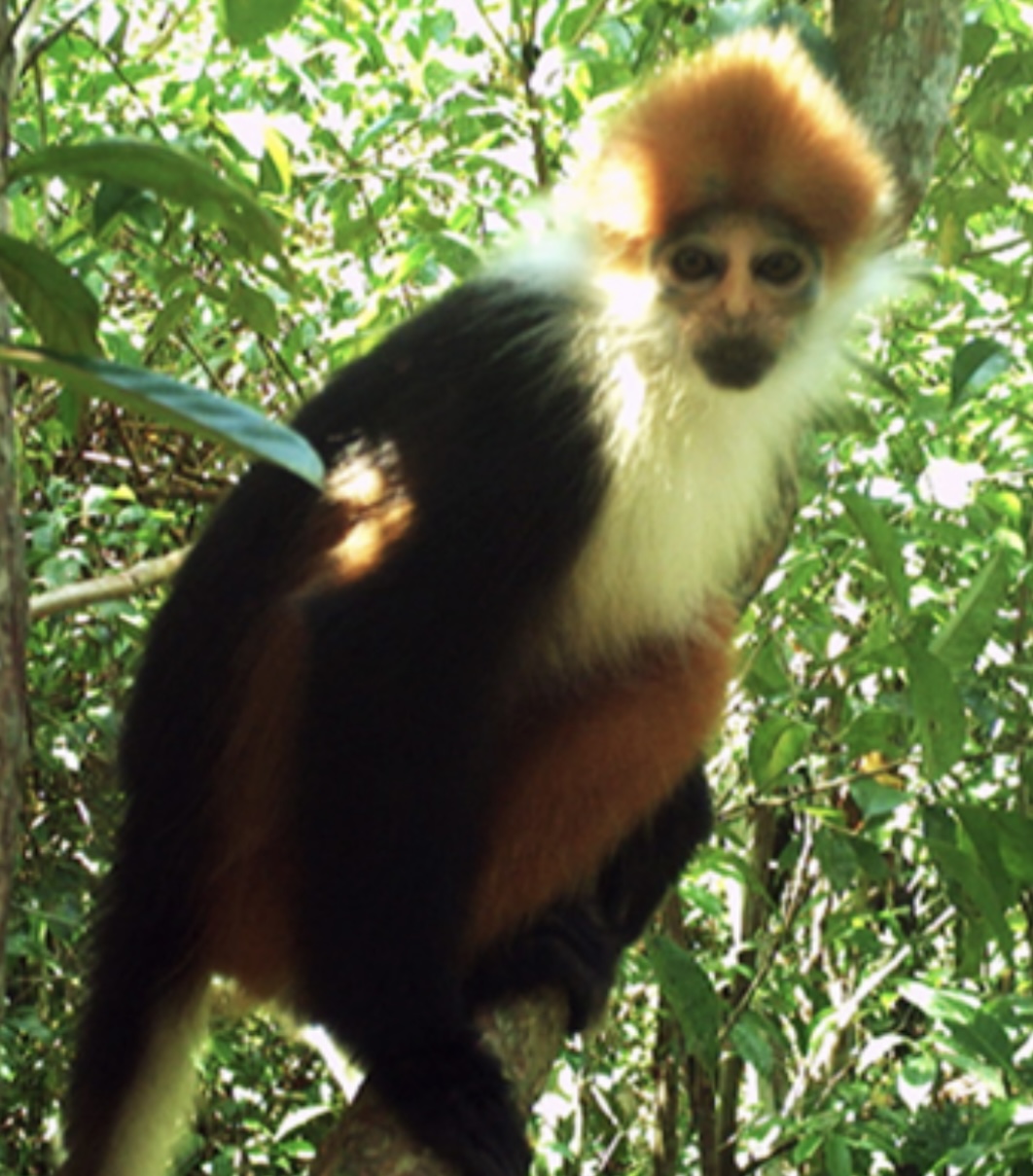 Sarawak Langur — Borneo wildlife, book, free download, jungle tour, mammal, Borneo mammal tour