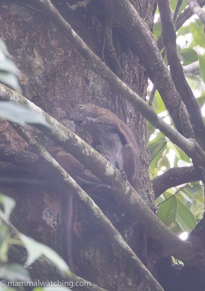 Sculptor Squirrel — Borneo wildlife, book, free download, jungle tour, mammal, Borneo mammal tour