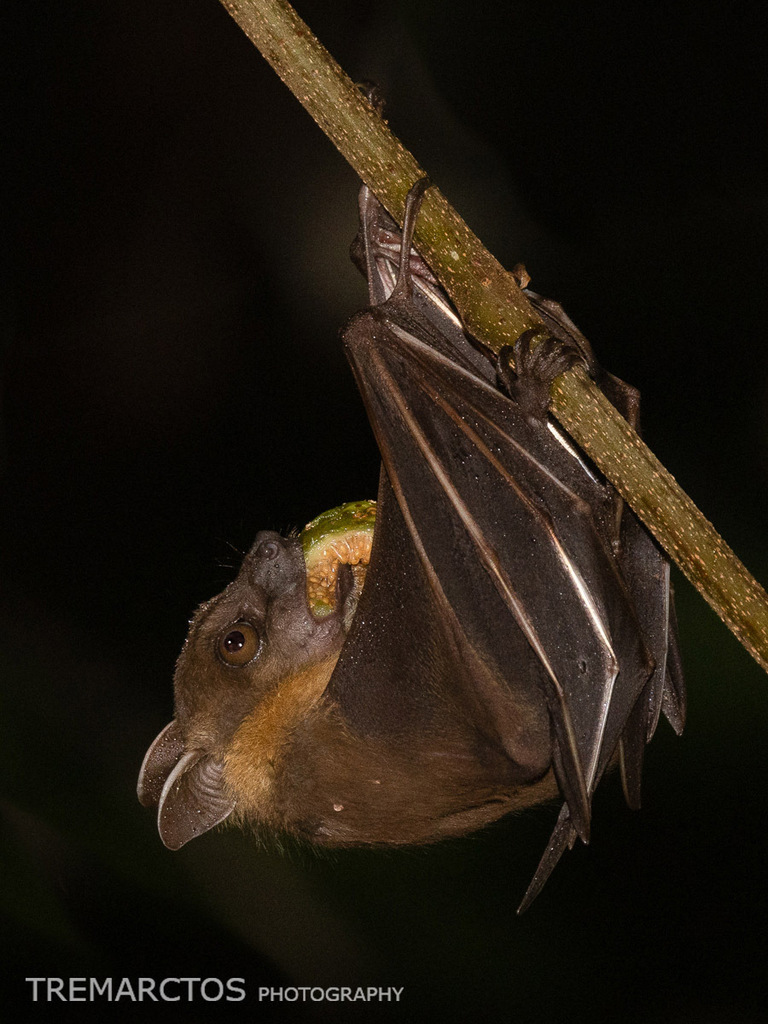 Short-nosed Fruit Bat (sp.) — Borneo wildlife, book, free download, jungle tour, mammal, Borneo mammal tour