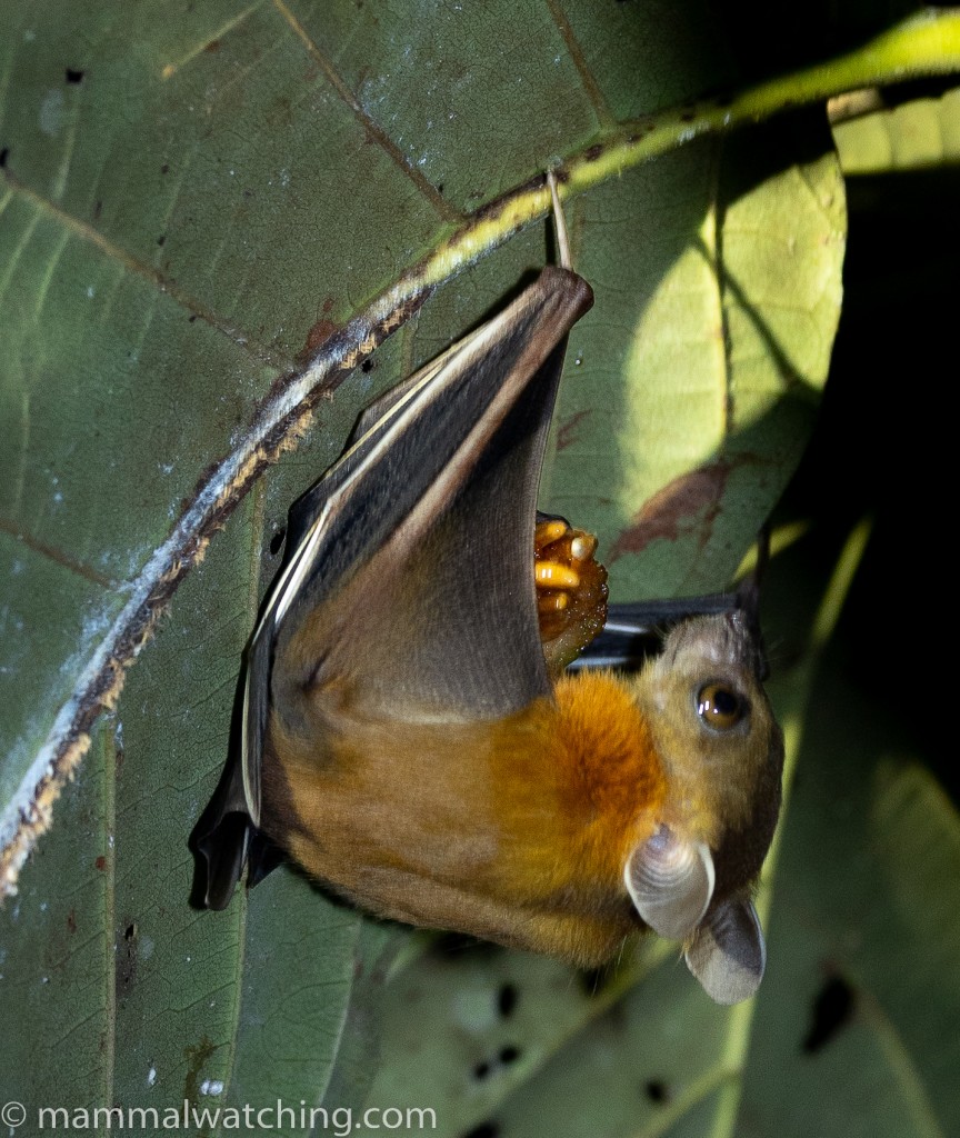 Short-nosed Fruit Bat (sp.) — Borneo wildlife, book, free download, jungle tour, mammal, Borneo mammal tour