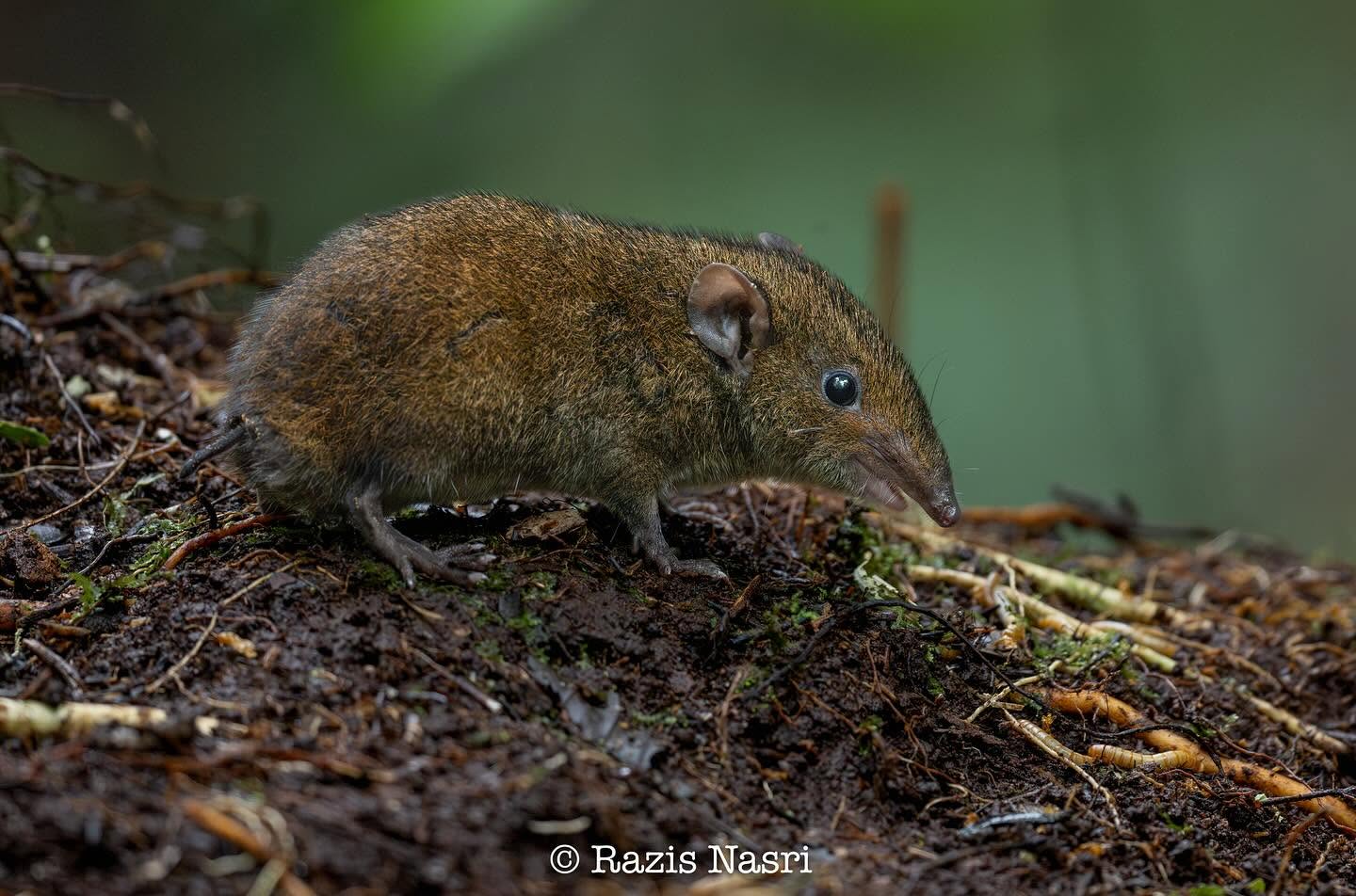 Short-tailed Gymnure — Borneo wildlife, book, free download, jungle tour, mammal, Borneo mammal tour