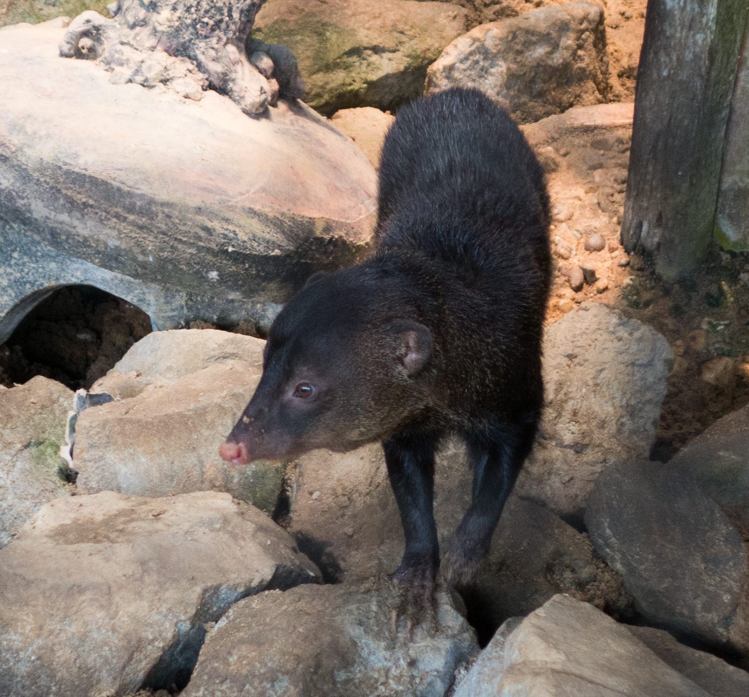 Short-tailed Mongoose — Borneo wildlife, book, free download, jungle tour, mammal, Borneo mammal tour