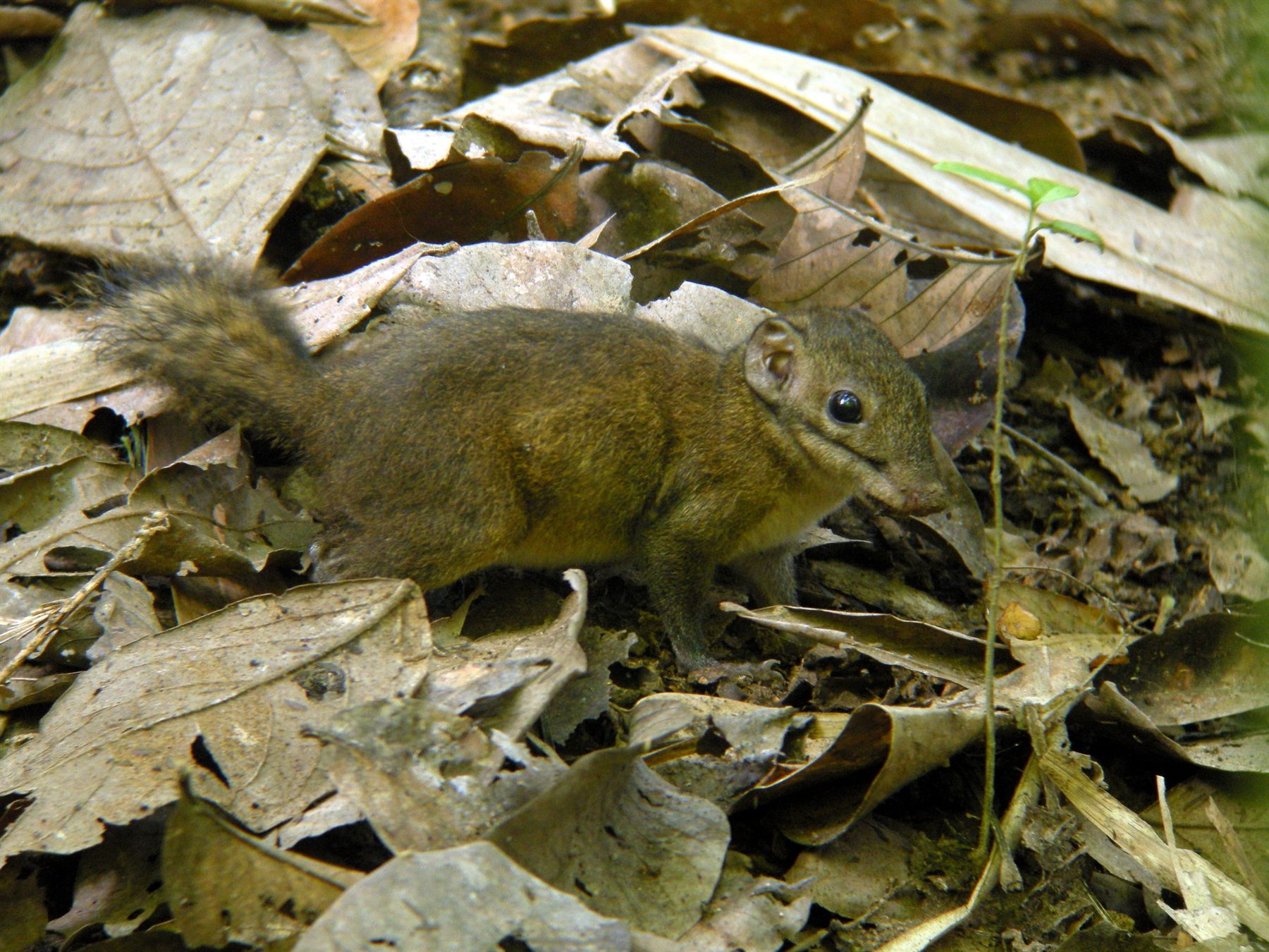 Shrew-faced Squirrel — Borneo wildlife, book, free download, jungle tour, mammal, Borneo mammal tour