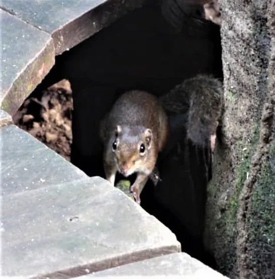 Shrew-faced Squirrel — Borneo wildlife, book, free download, jungle tour, mammal, Borneo mammal tour