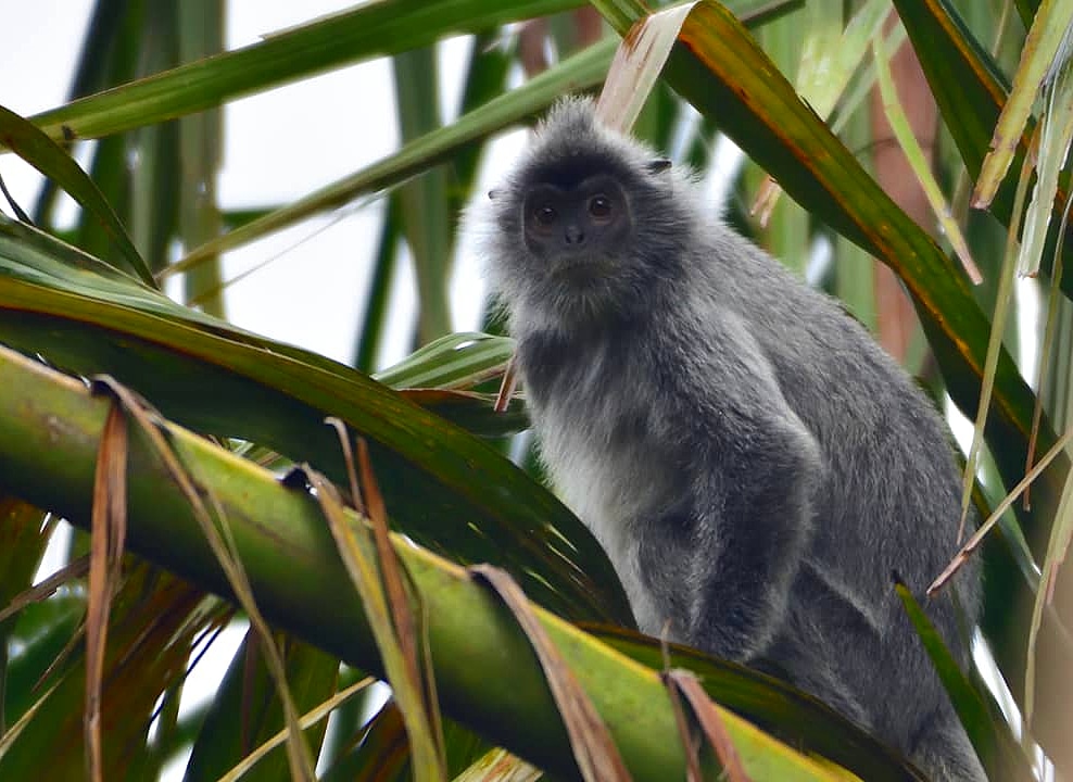 Silvered Langur — Borneo wildlife, book, free download, jungle tour, mammal, Borneo mammal tour