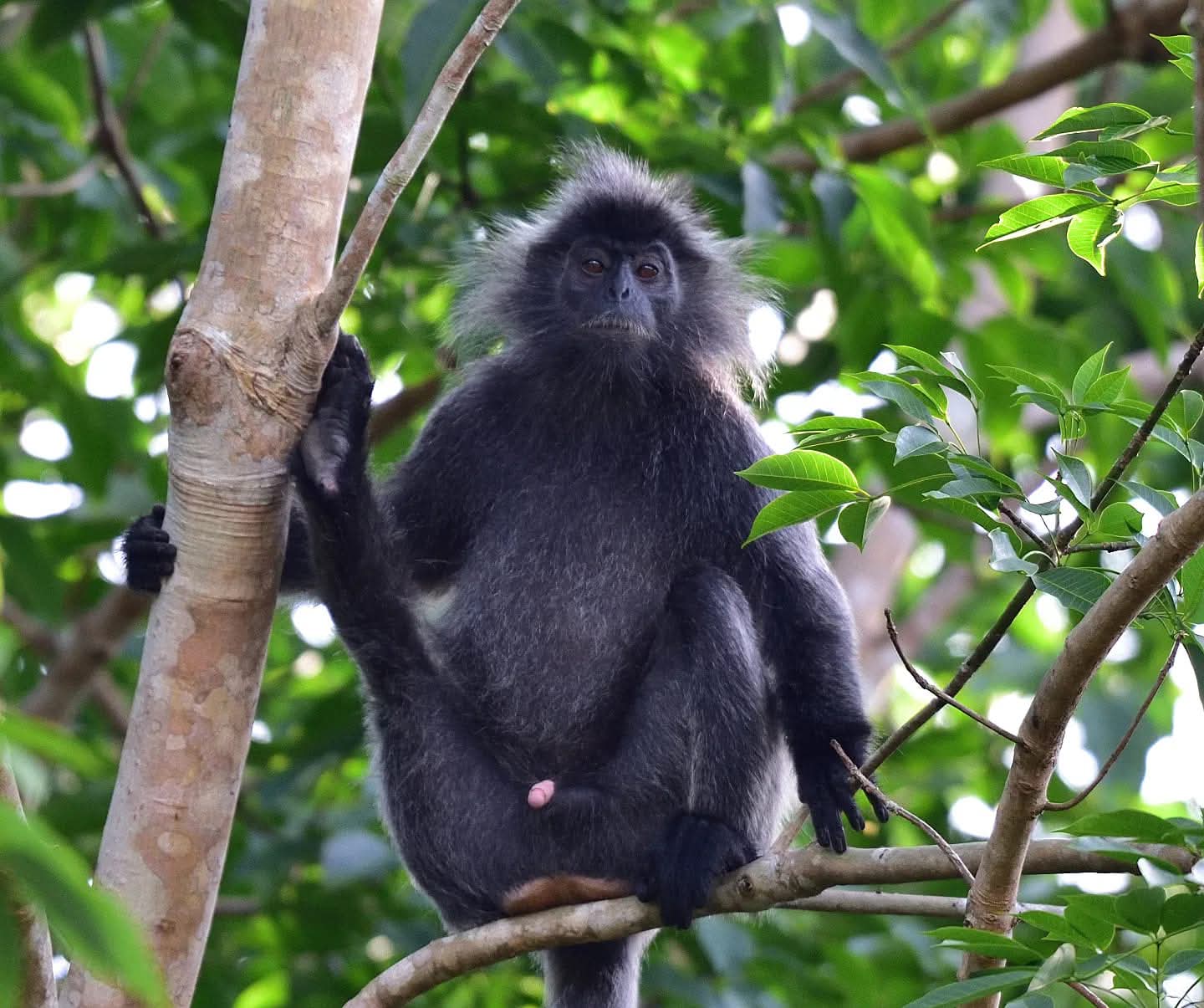 Silvered Langur — Borneo wildlife, book, free download, jungle tour, mammal, Borneo mammal tour