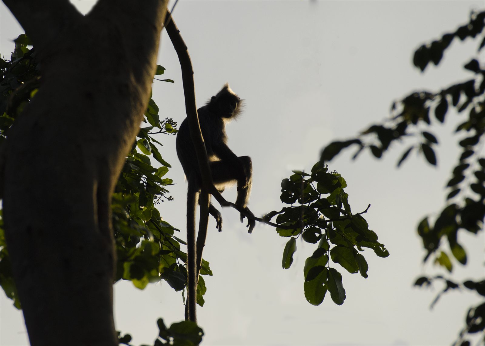 Silvered Langur — Borneo wildlife, book, free download, jungle tour, mammal, Borneo mammal tour