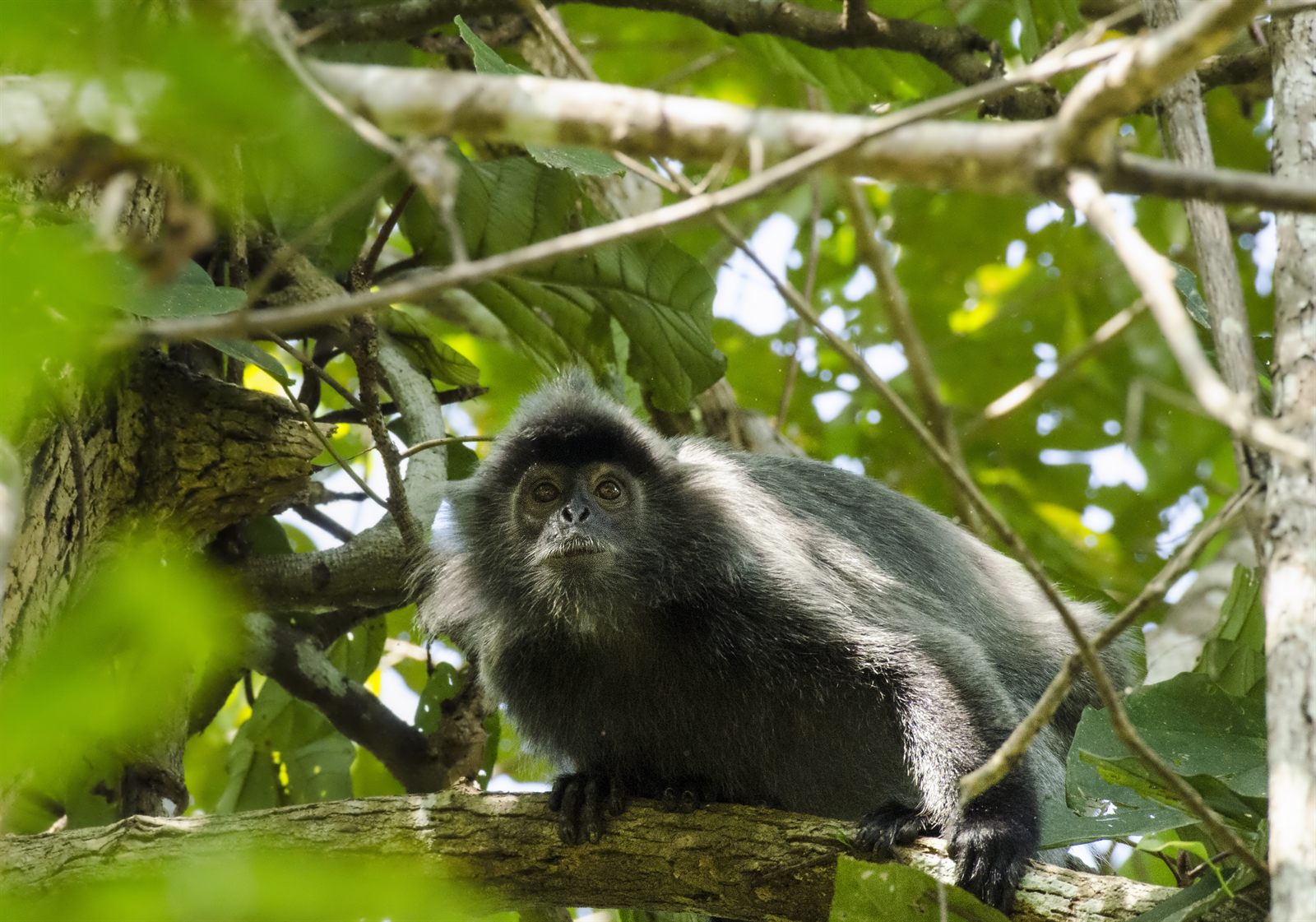Silvered Langur — Borneo wildlife, book, free download, jungle tour, mammal, Borneo mammal tour
