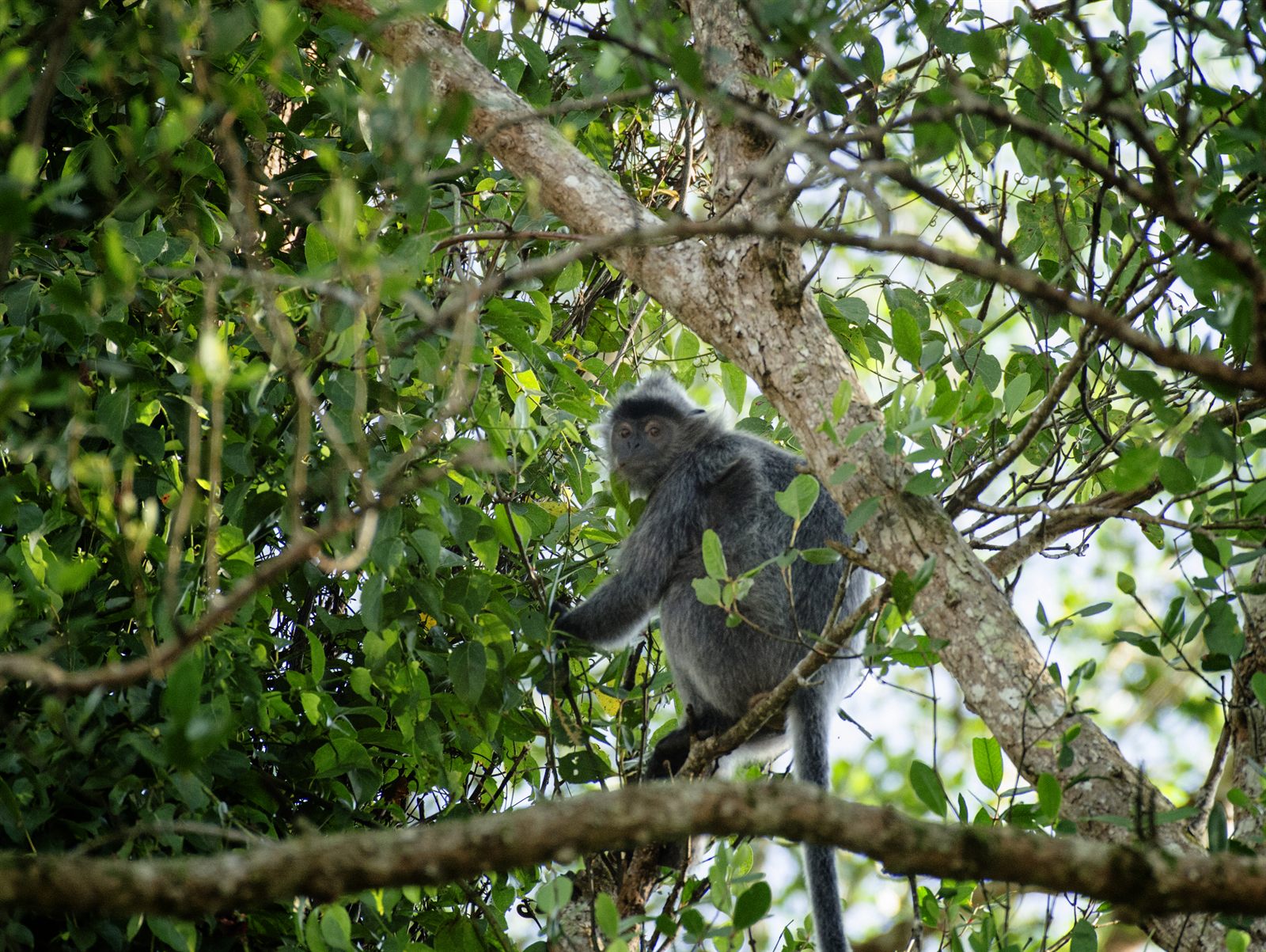 Silvered Langur — Borneo wildlife, book, free download, jungle tour, mammal, Borneo mammal tour