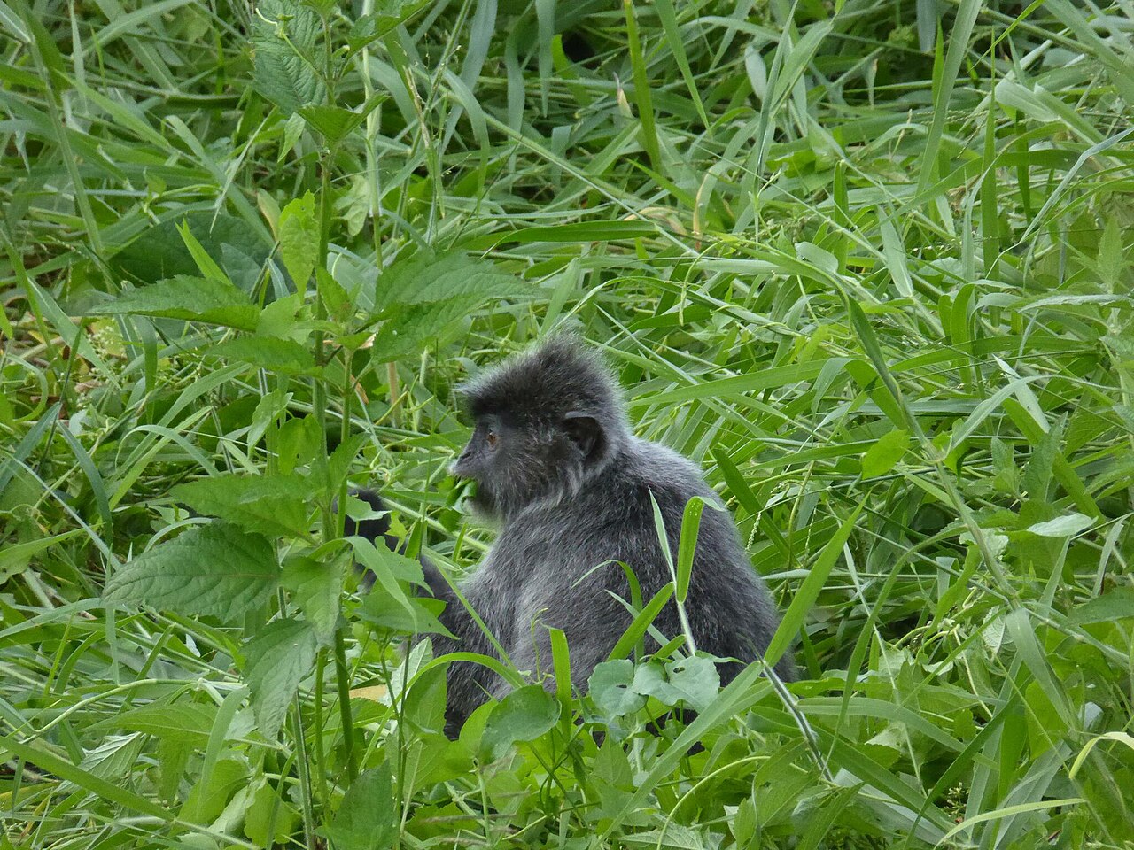 Silvered Langur — Borneo wildlife, book, free download, jungle tour, mammal, Borneo mammal tour