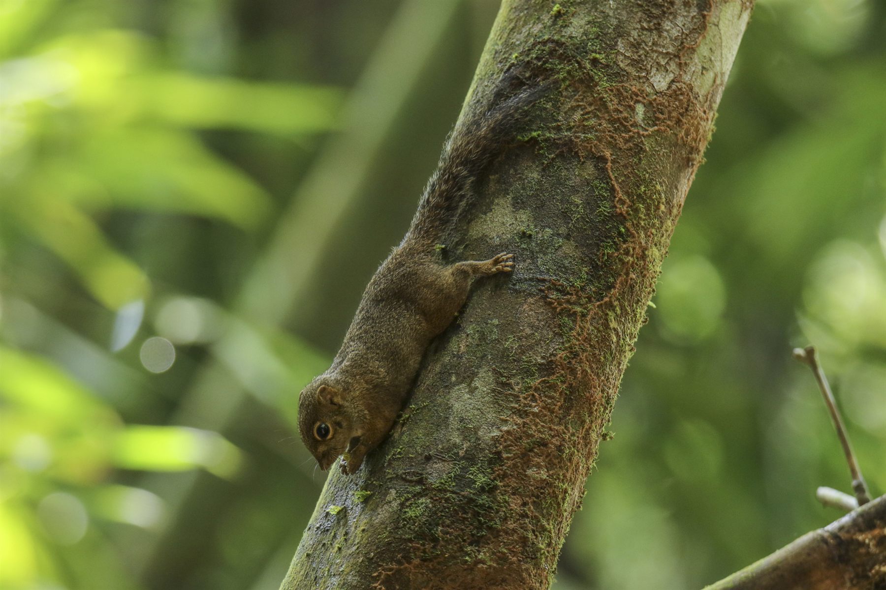 Slender Squirrel — Borneo wildlife, book, free download, jungle tour, mammal, Borneo mammal tour